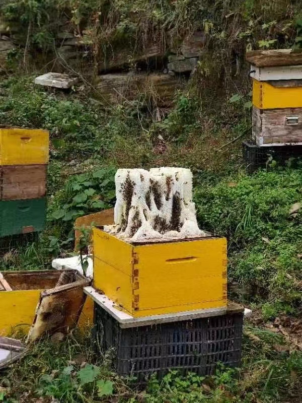 湘西土蜂蜜纯正天然农家自产正宗纯蜂蜜深山结晶土蜂蜜无添加