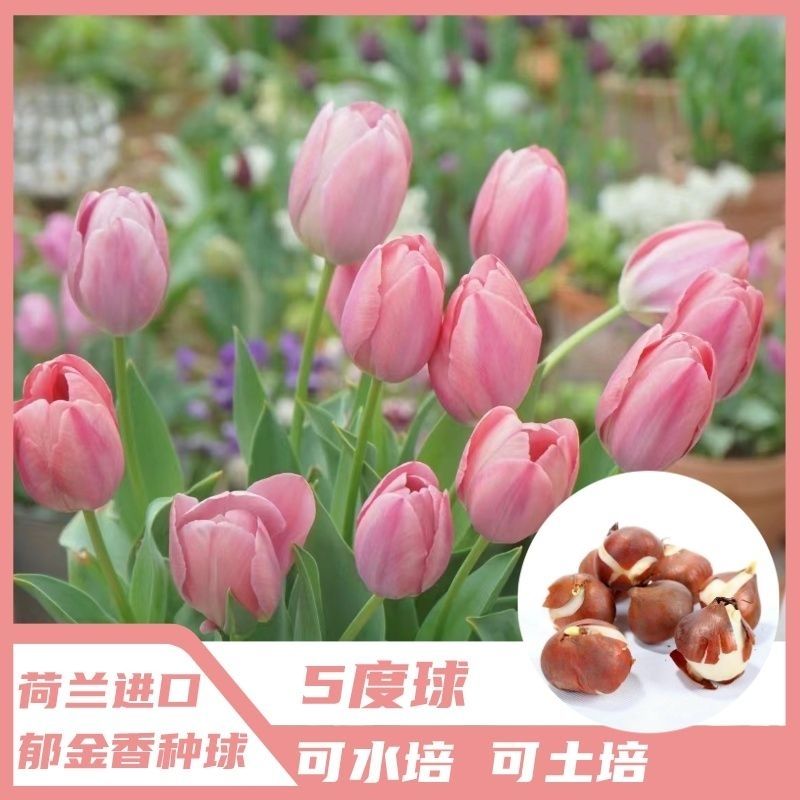 荷兰进口阳台郁金香种球土培水培郁金香耐寒盆栽种子懒人花卉室外