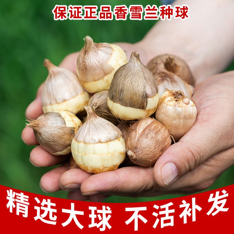 珍贵花卉香雪兰种球种植小苍兰种球小苍兰盆栽千年木金钱树罗汉松