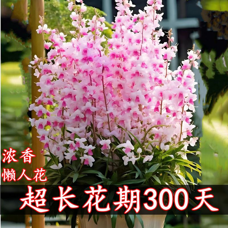 耐寒浓香重瓣花卉垂丝兰盆栽地栽绿植耐寒耐热南北方种植当年开花