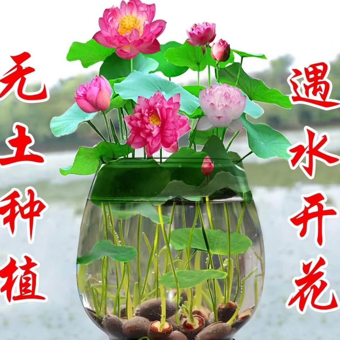 【新疆 9.9元 包邮】七彩睡莲碗莲荷花种子水培植物室内绿植盆栽