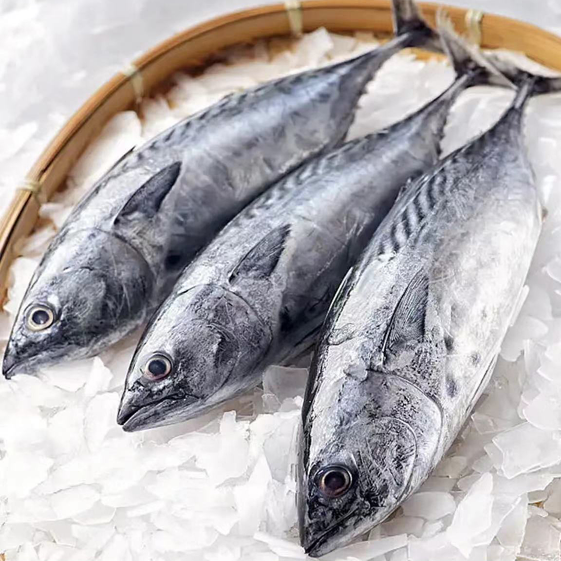 【4.5斤】★小金枪鱼新鲜天然海钓速冻锁鲜美味红烧香煎