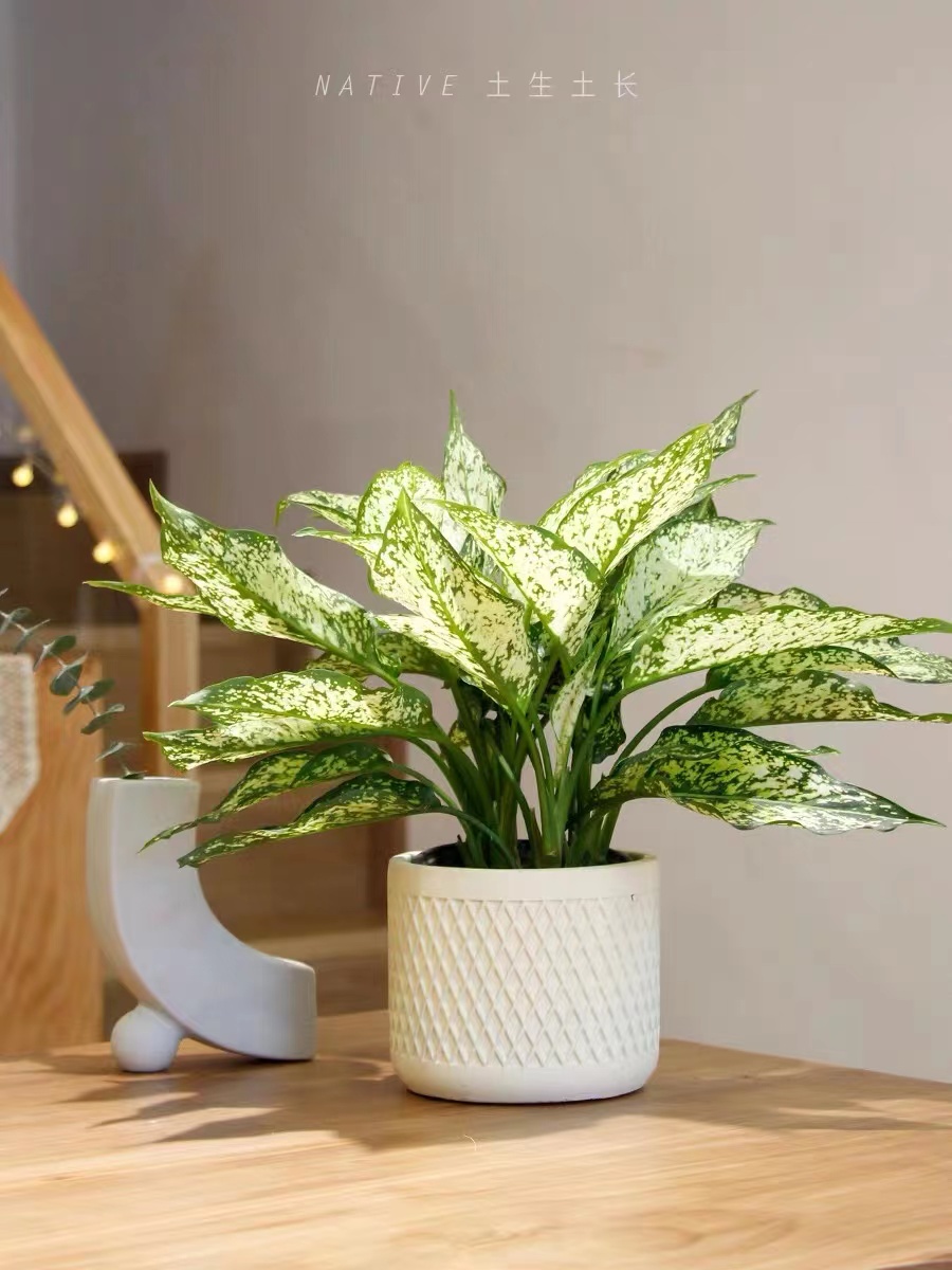 翡翠皇后植物盆栽室内办公室观叶花卉