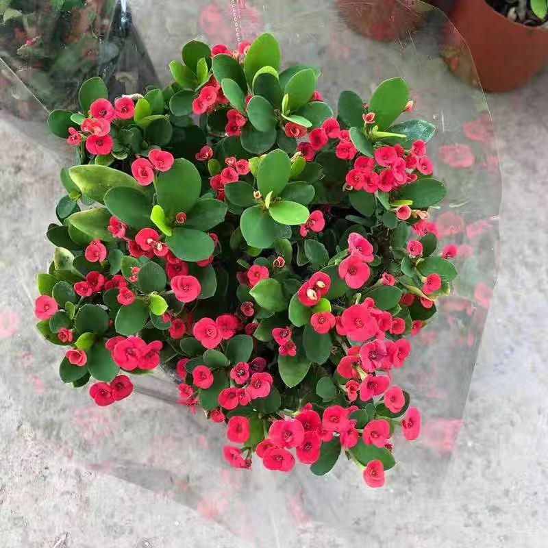 虎刺梅四季开花常绿绿植花卉