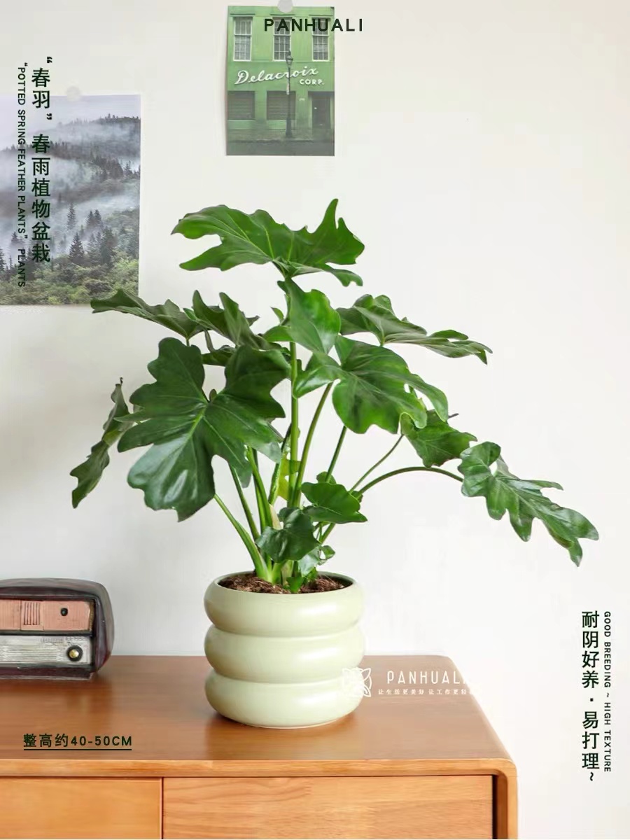 大号春羽室内桌面绿植盆栽四季常绿