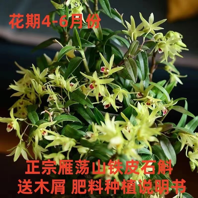 （一物一拍）红杆软脚雁荡山铁皮石斛苗可食用兰花盆栽花卉绿植造型