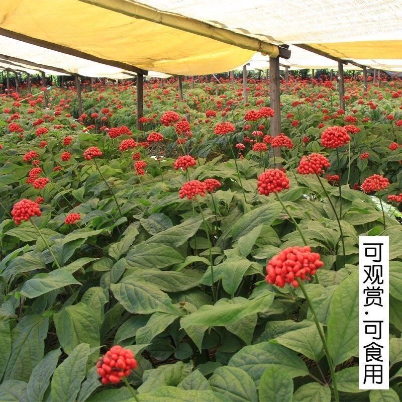 人参种子东北名贵药材种籽长白山人参水果种孑四季人参种籽子