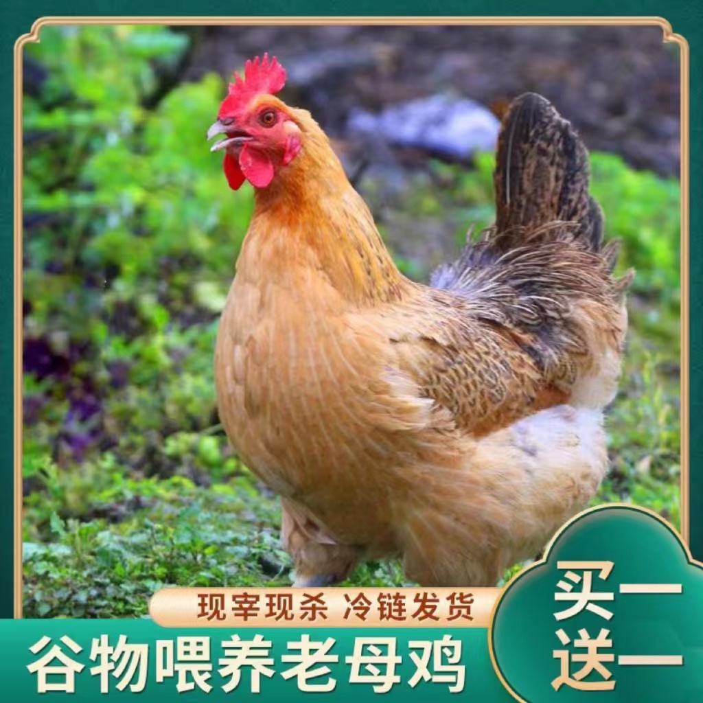 [拍一只送一只]干冰湿冰保鲜放养黄油 老母鸡两只 每只2.5斤