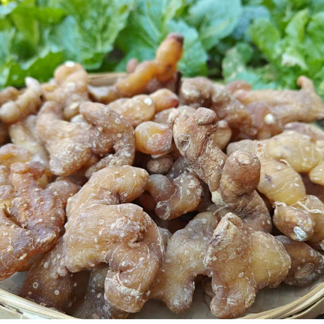 妞妞 现收山货 高海拔姜参 500g 云南山货 煲汤 泡酒