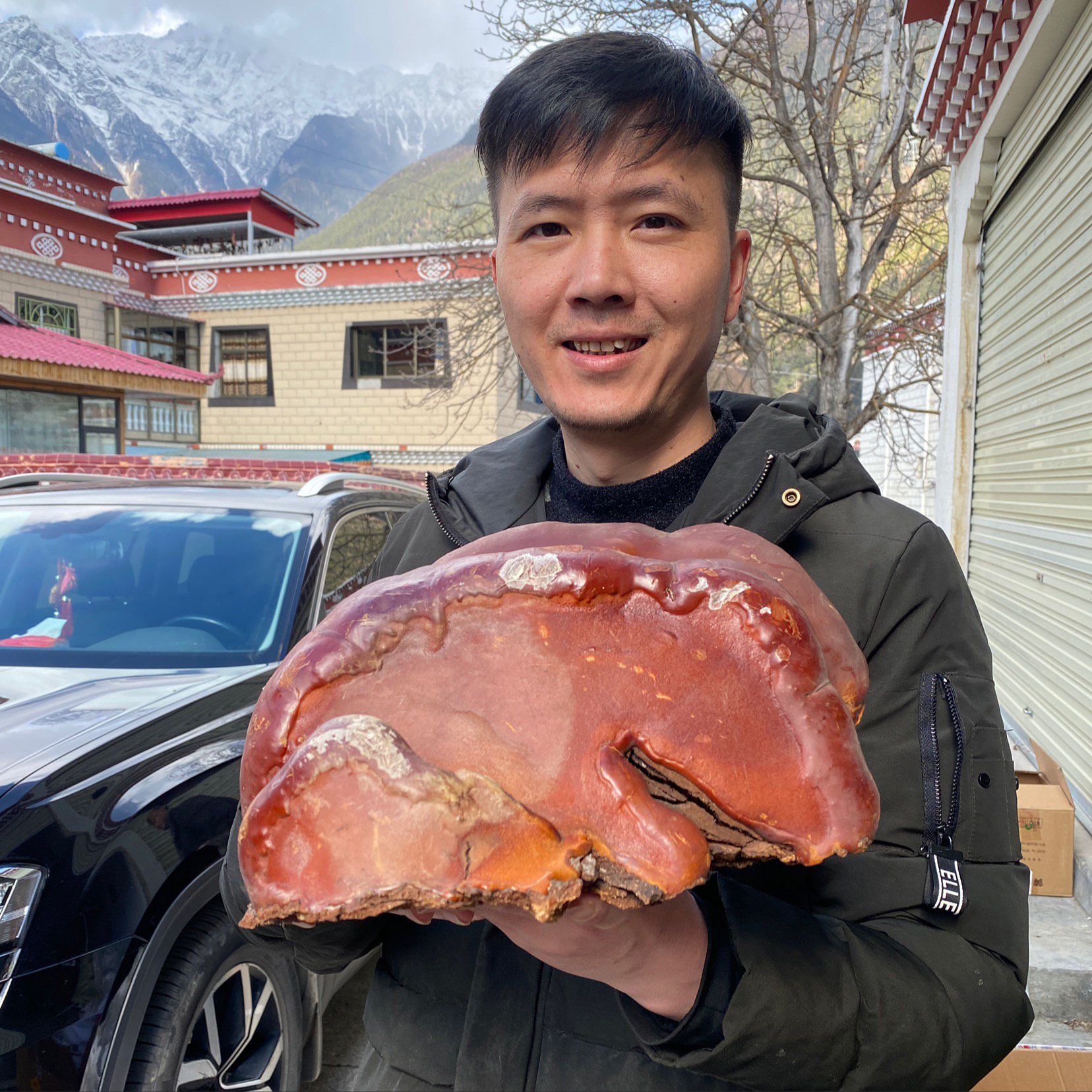 【小明西藏收货】红豆衫灵芝青岗桑黄