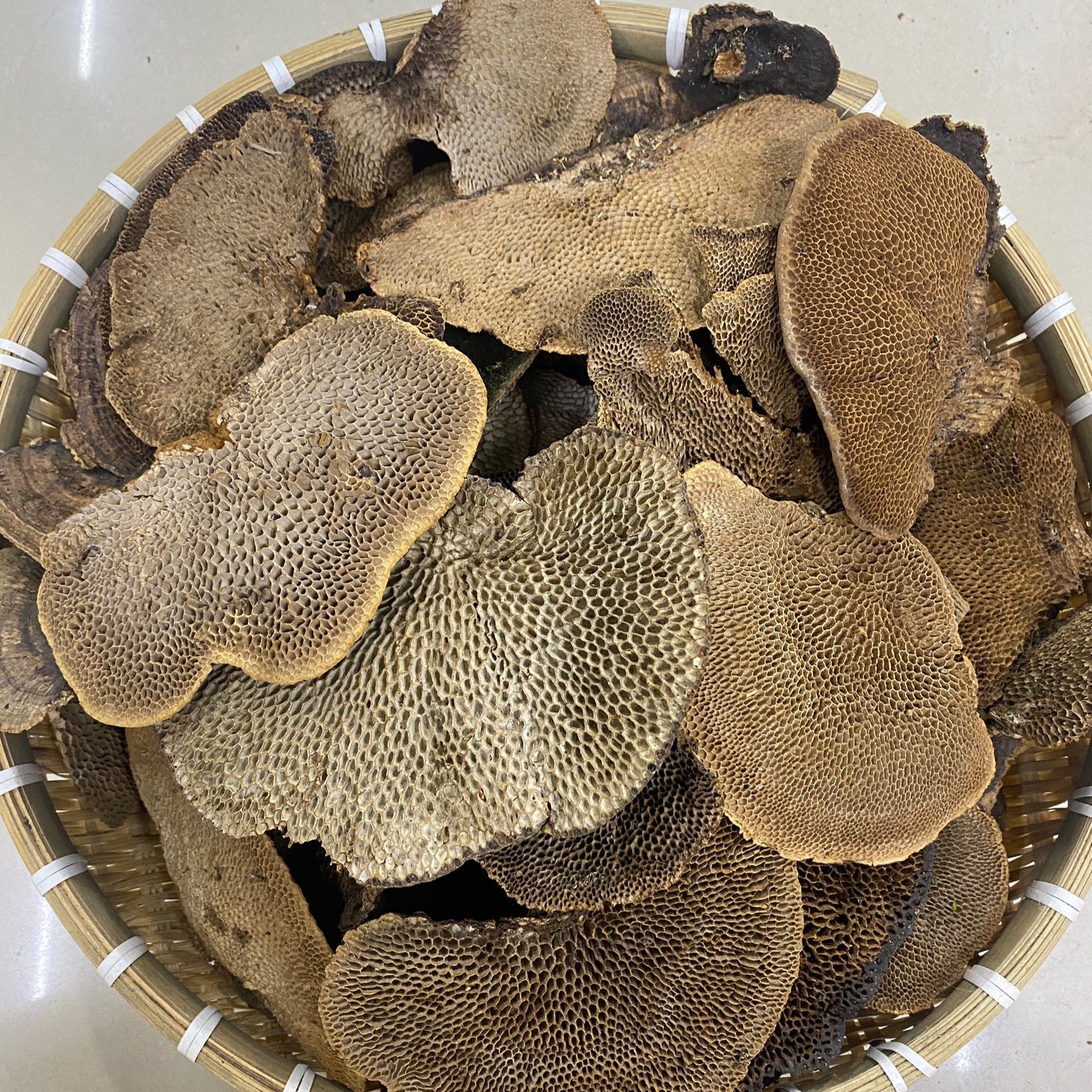 蜂窝灵芝 蜂窝参
