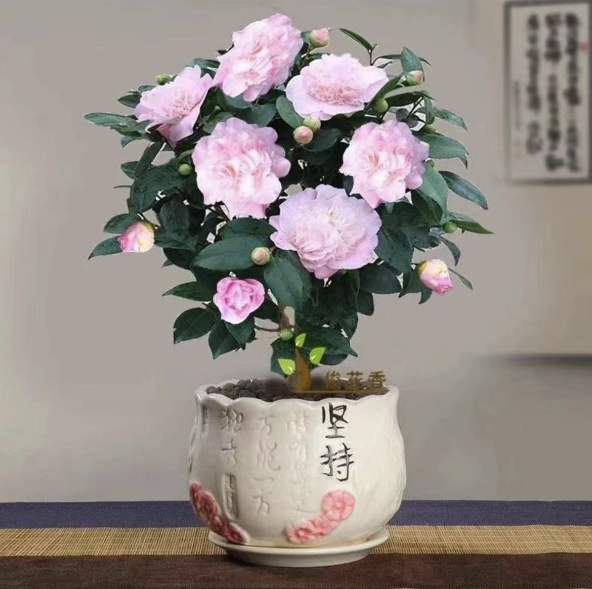 【晓秀的店】香妃粉色茶花浓香型大花盆栽四季常青名贵茶花好养