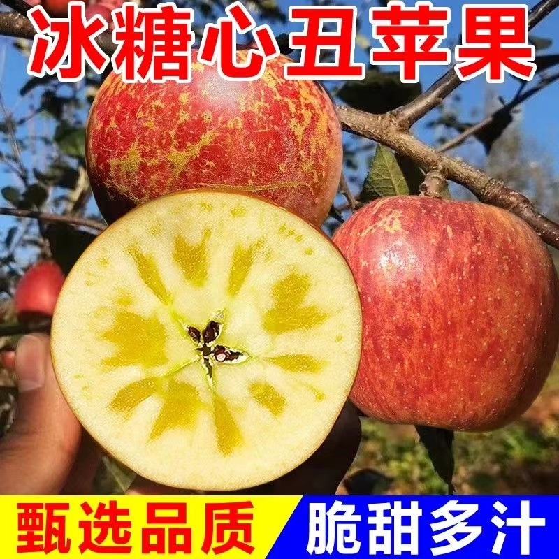 【2024新果】四川大凉山丑苹果冰糖心苹果新鲜采摘发货