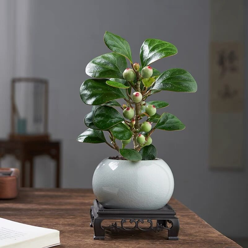小盼菩提树盆栽【品质款】植物室内懒人绿植 双色养护