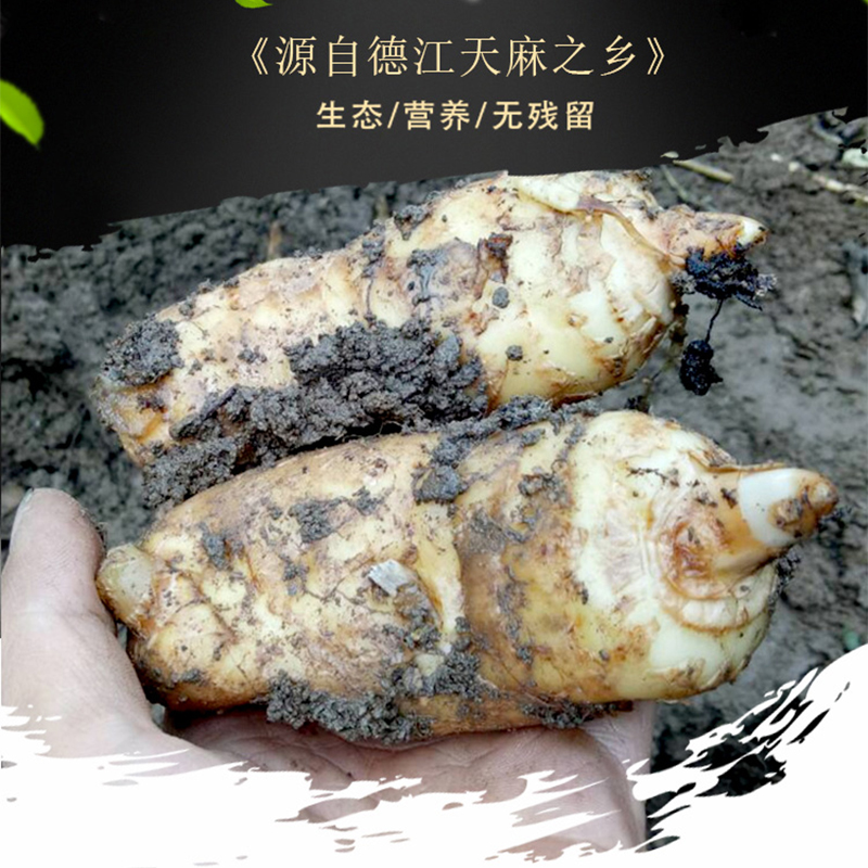 贵州特产德江新鲜天麻林下仿野生种植天麻生态天麻2斤/5斤包邮