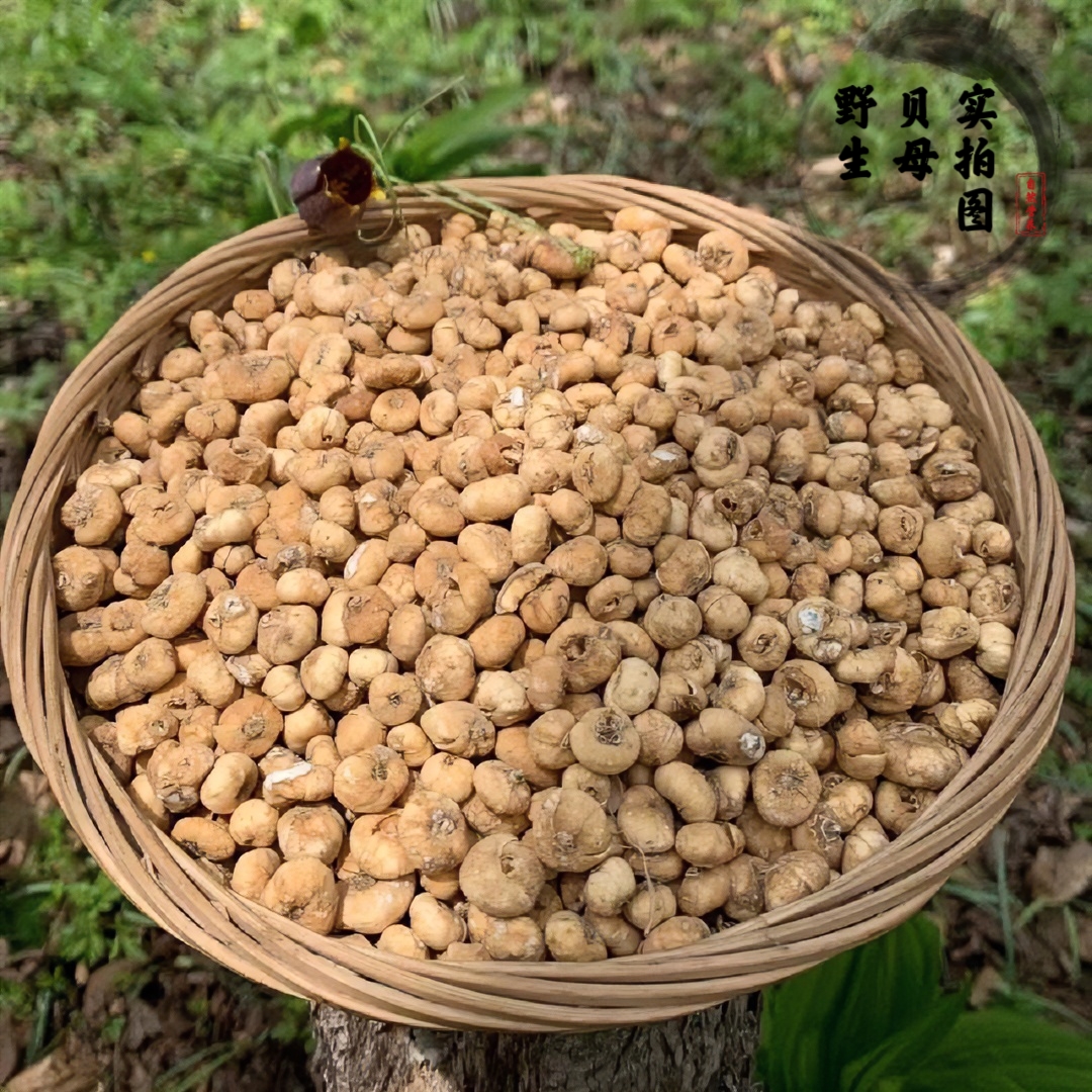 吉林 长白山 优质 野生贝母 净含量 250g/500g可打粉可贝母炖雪梨