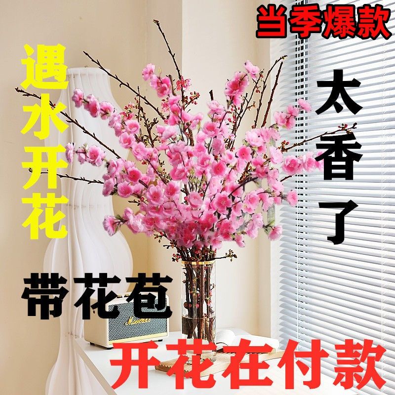 年宵花卉遇水开花新年装饰梅花枝遇水开花冬季室内水培梅干枝耐寒