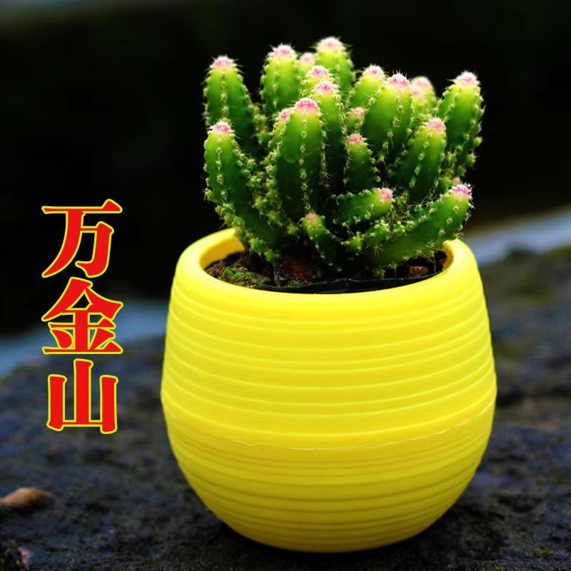 万重山锦万金山彩色多肉植物阳台室内吸辐射桌面植物仙人掌