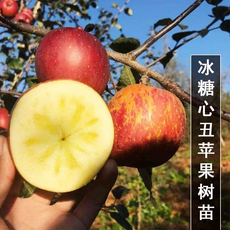 农甜冰糖心苹果树果苗南方北方种植庭院大树果树果苗特大丑苹果苗