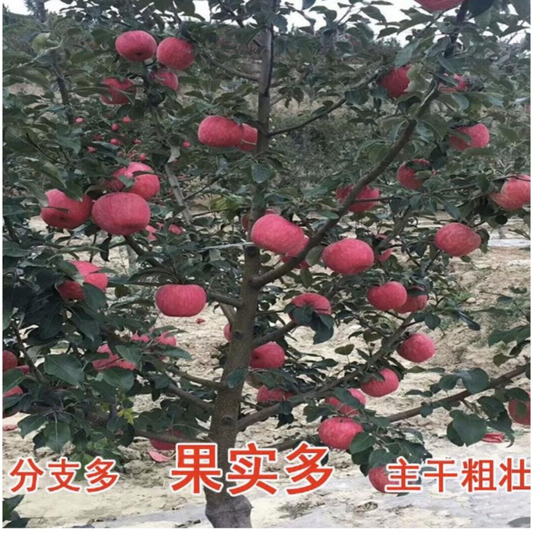 新品种奶油红富士苹果苗特大烟富苹果树苗嫁接南北方种植盆栽地栽