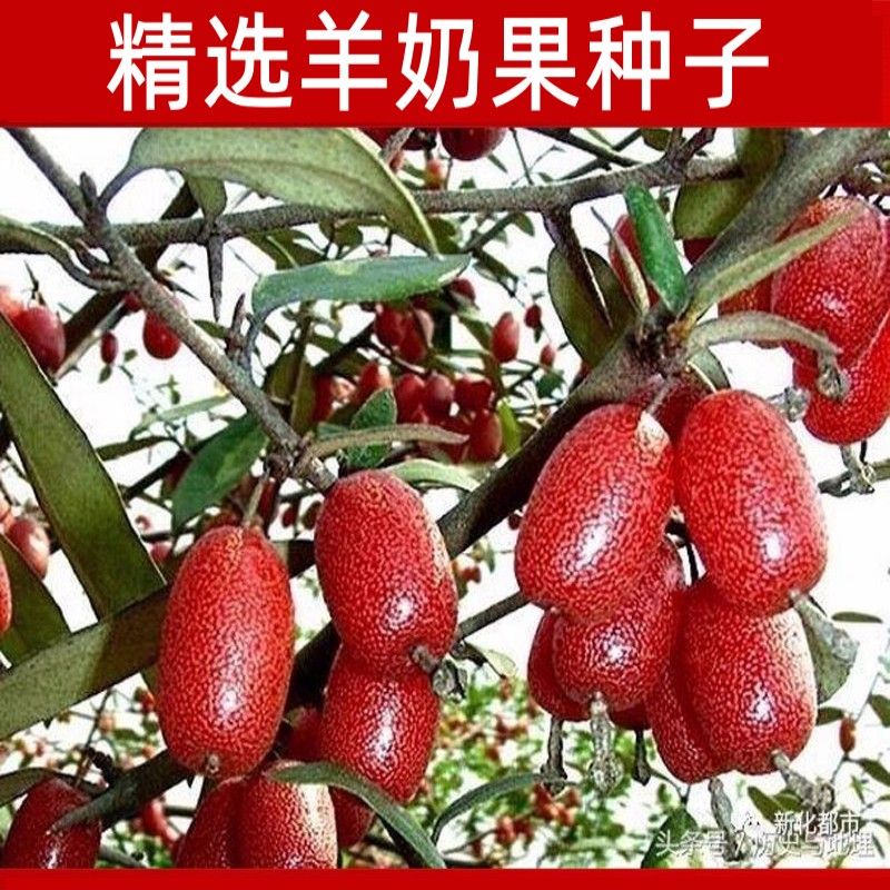 羊奶果种子四季播种阳台盆栽小院种植高产水果羊奶子果树种子庭院