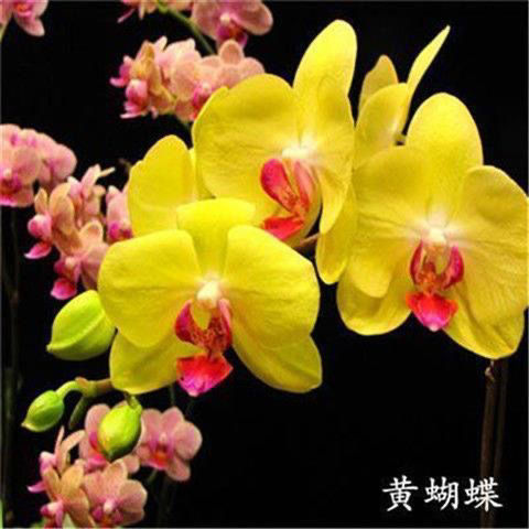 室内外阳台客厅花卉植物四季蝴蝶兰花种子盆栽四季当年开花种籽