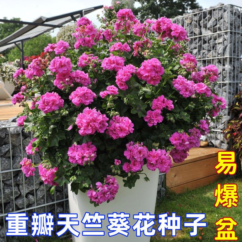 重瓣天竺葵花种子四季盆栽开花洋绣球花卉种子阳台好养的种子