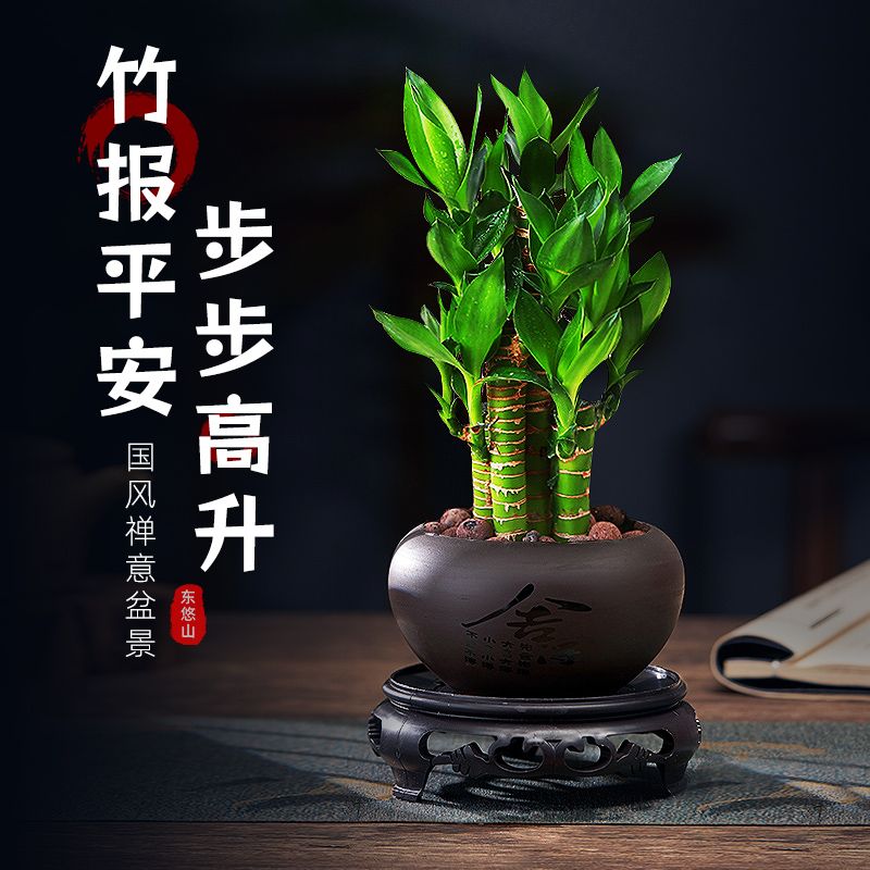 富贵竹室内发财绿植荷花竹土水培办公室盆栽卧室桌面植物四季常青