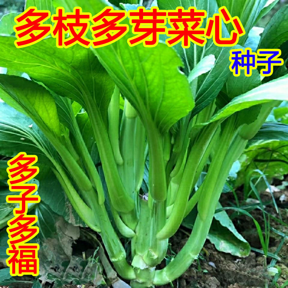 多枝多芽菜心种子甜菜心种子广东菜芯菜苔籽蔬菜种子春秋庭院