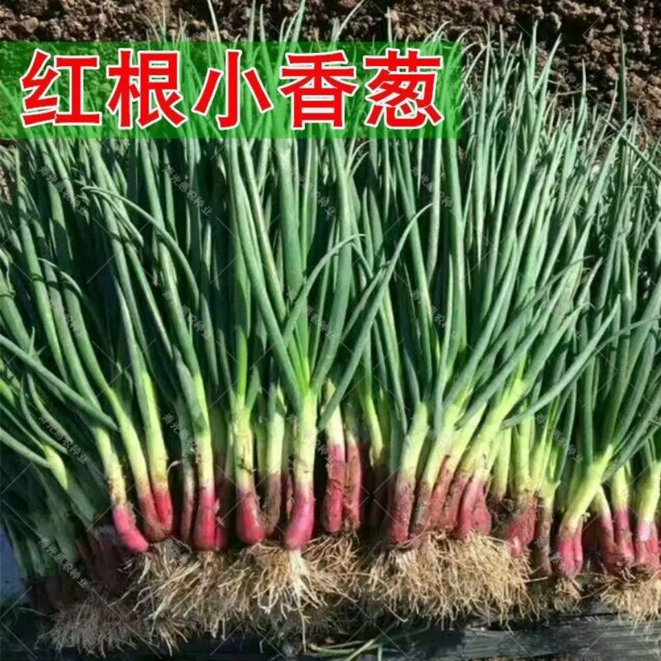 红皮香葱种籽四季小香葱种子红根小香葱籽春季秋季蔬菜种孑小葱籽