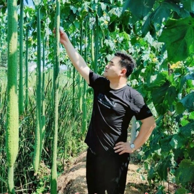 高产丝瓜种子庭院阳台盆栽菜种子四季播蔬菜