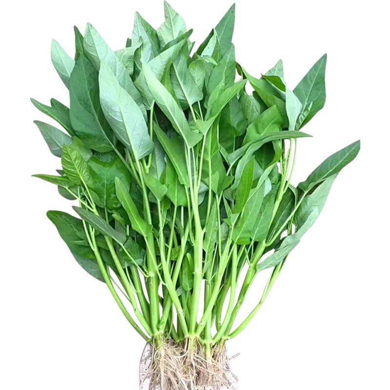 四季阳台盆栽春季种植蔬菜三叉空心菜种籽柳叶空心菜青梗空心菜籽