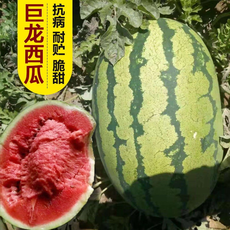 巨型西瓜种子种籽巨龙懒汉西瓜四季早熟南方苗秧盆栽高产孑
