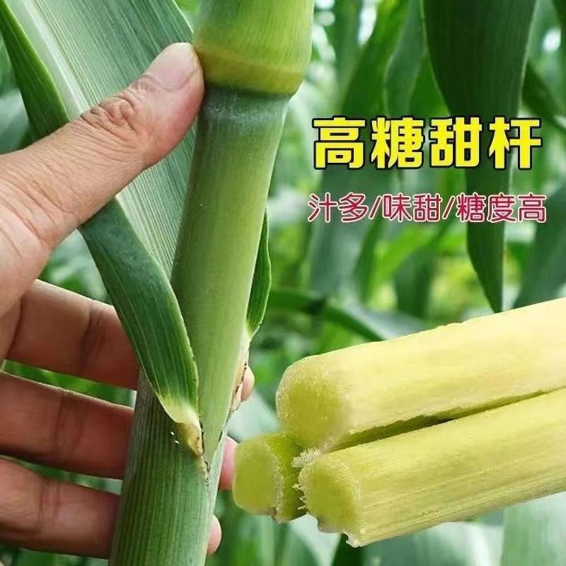 甜甜杆籽春夏秋四季播甘甜多汁籽水果甜高粱杆籽北方小甘蔗