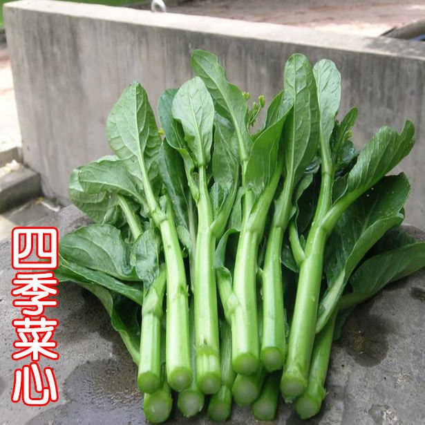 四九菜心种子四季耐高温广东油青甜菜心种籽矮脚圆叶盆栽蔬菜种孑
