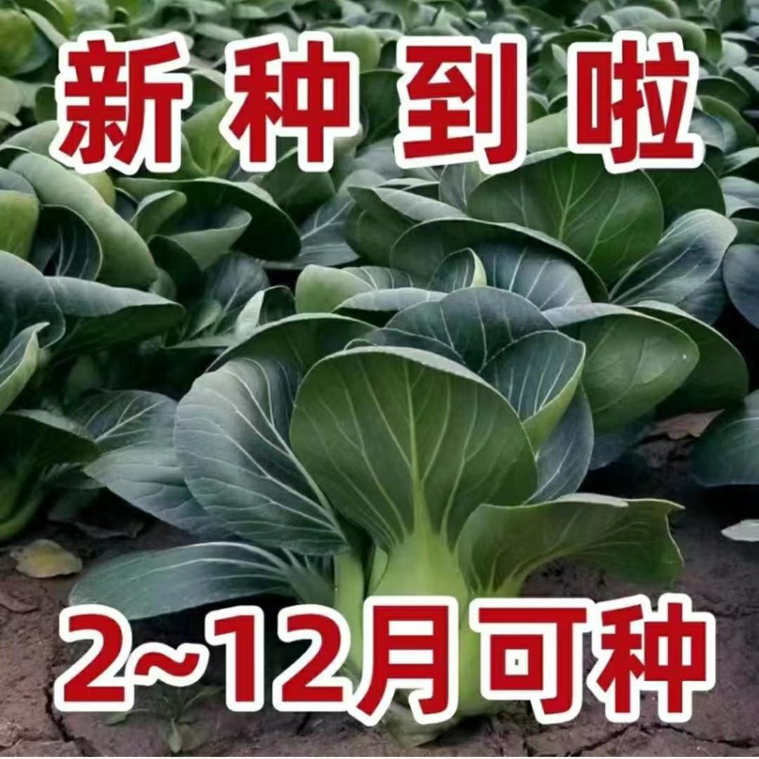 矮脚苏州青种上海青青梗菜种子黑叶耐热寒阳台盆栽四季播蔬菜种孑