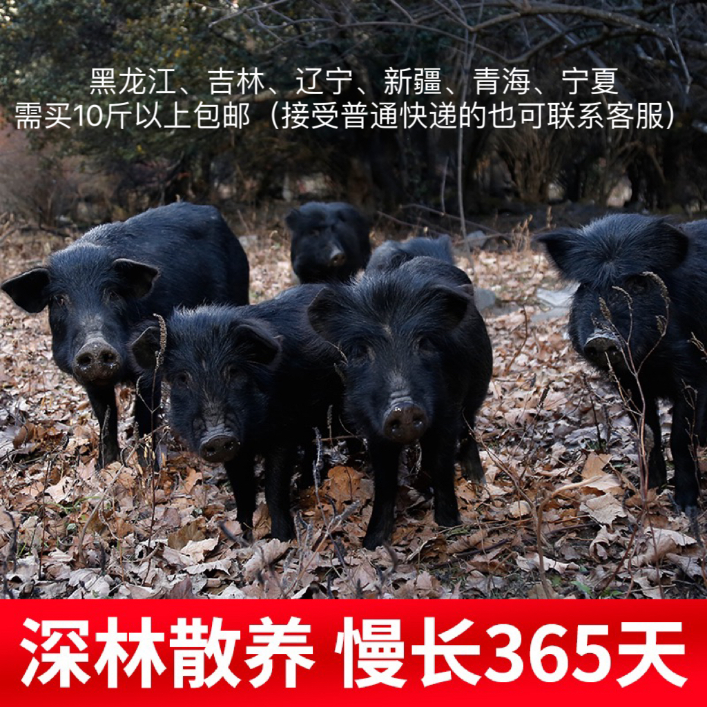 藏香猪5000克 新疆、黑龙江、吉林、辽宁、青海、宁夏地区直播改价链接