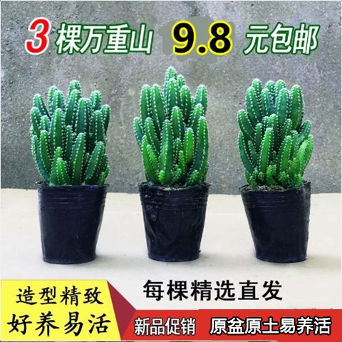 多肉植物万重山绿植客厅办公桌面盆栽仙人掌组合花卉仙人球