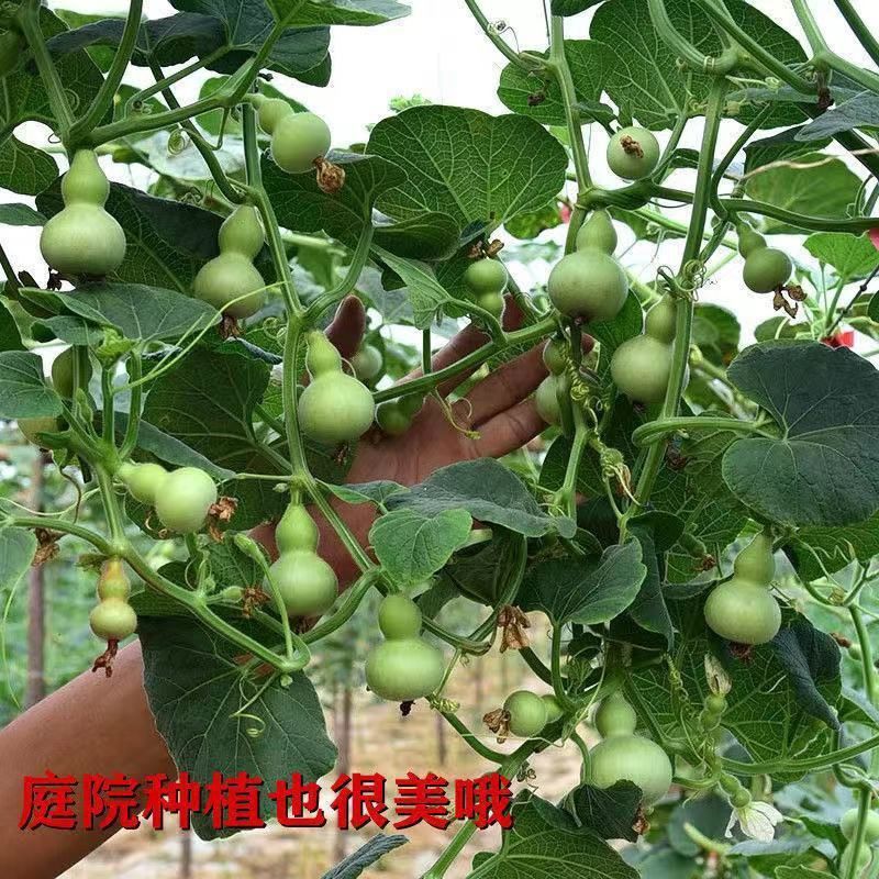 美国手捻葫芦种子盆栽观赏特小葫芦种籽草里金文玩小葫芦庭院阳台