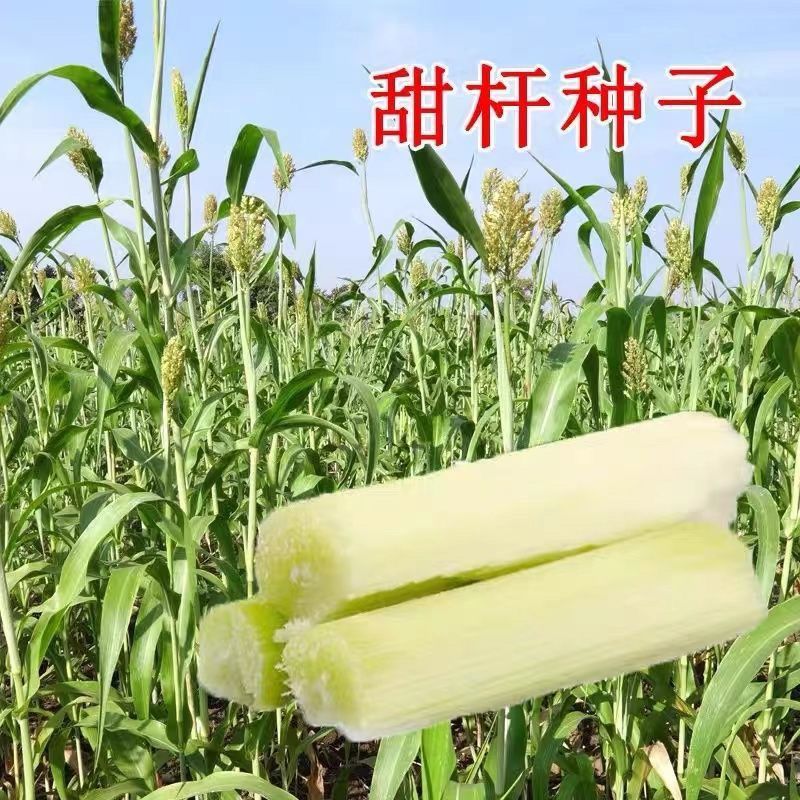 甜甜杆甘蔗种子甘甜多汁四季播种甜脆高粱杆籽北方小甘蔗孑
