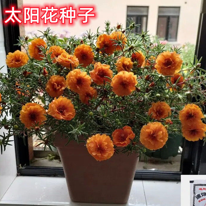 太阳花重瓣花卉种子活花籽阳台盆栽地栽七彩种子菜花