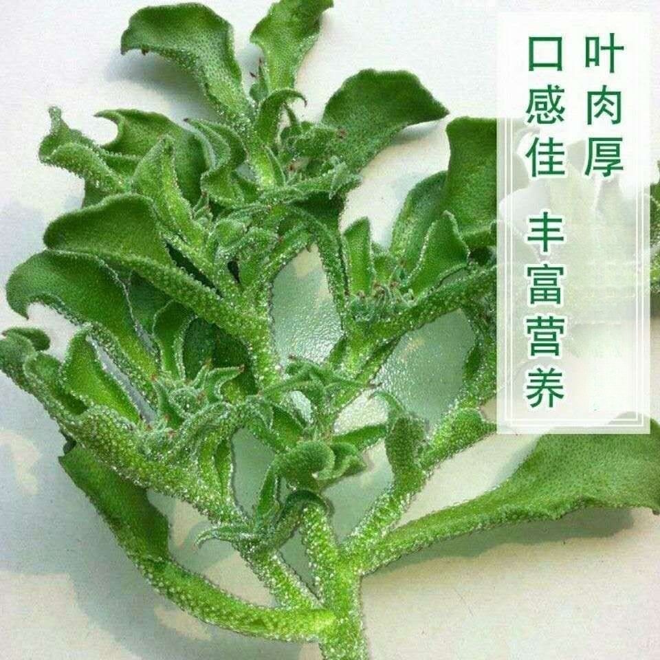冰菜种子非洲特菜冰草种子盆栽蔬菜种子冰菜苗种子