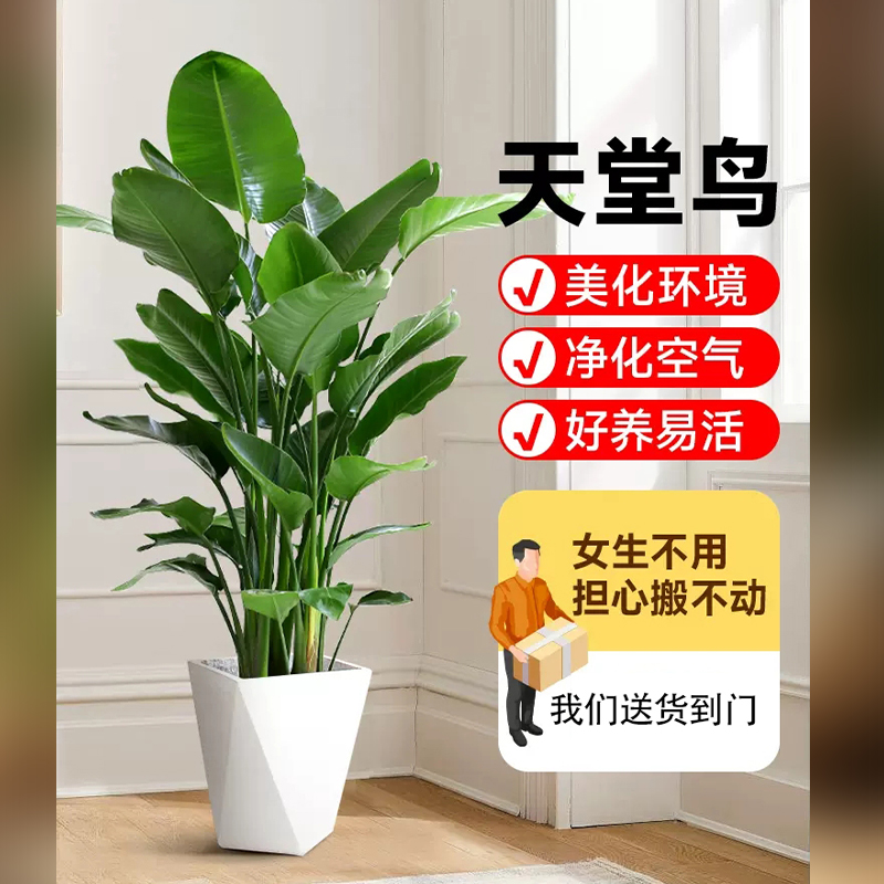 【颜值花旦】天堂鸟高度1.31-1.4米办公室客厅室内阳台好养绿植美观