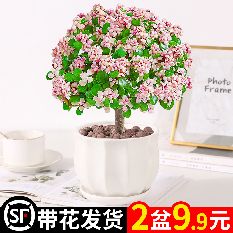 金枝玉叶盆栽老桩多肉水培植物室内花办公室绿植好养净化空气花卉