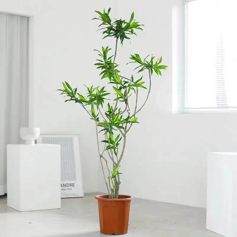 百合竹大盆栽植物客厅室内大型绿植网红北欧好养观赏清雅百变