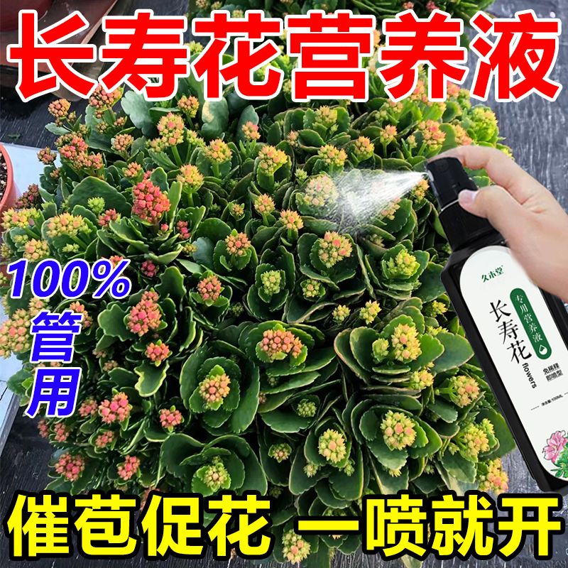 长寿花专用肥促开花治黄叶增花蕾延花期免稀释营养液