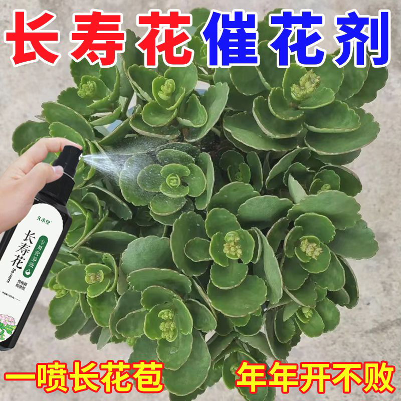 【专用促花】长寿花营养液催花生长液强效治叶子发黄不开花增绿肥