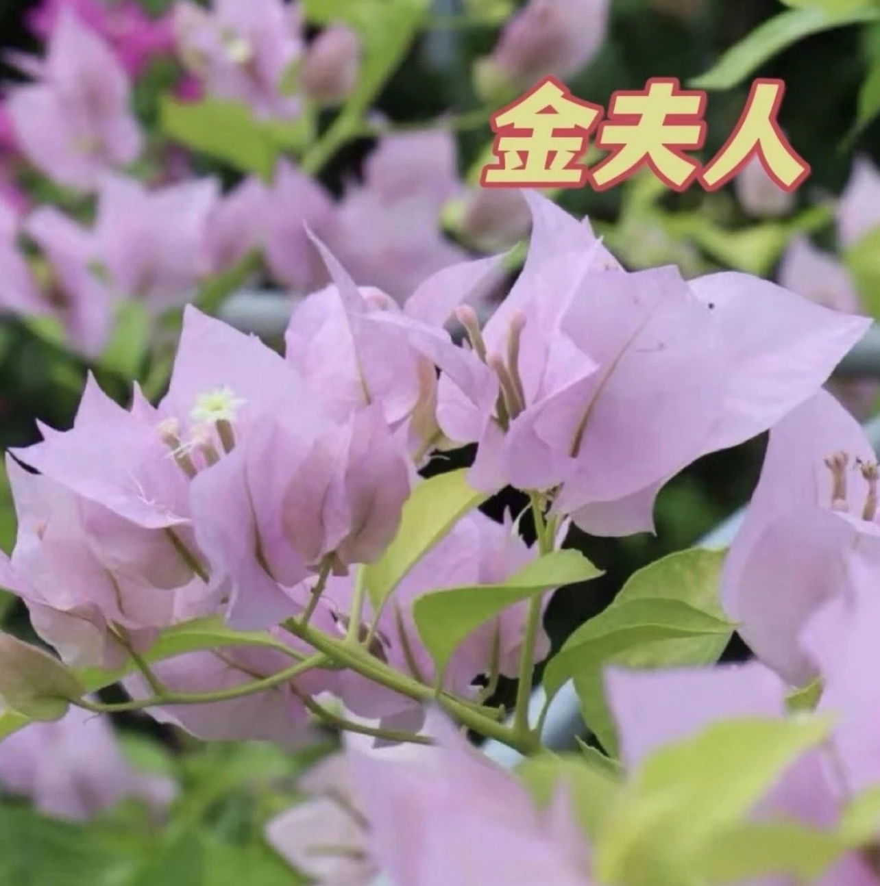 《金夫人三角梅》大花瓣 带花带土带盆 庭院阳台好养基地直发