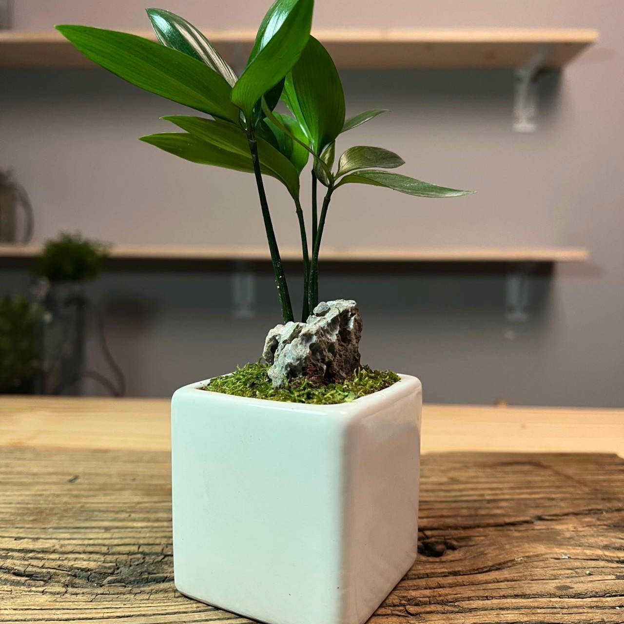 【新品】竹柏-小方瓶陶瓷盆精致创意桌面微景观盆栽办公桌