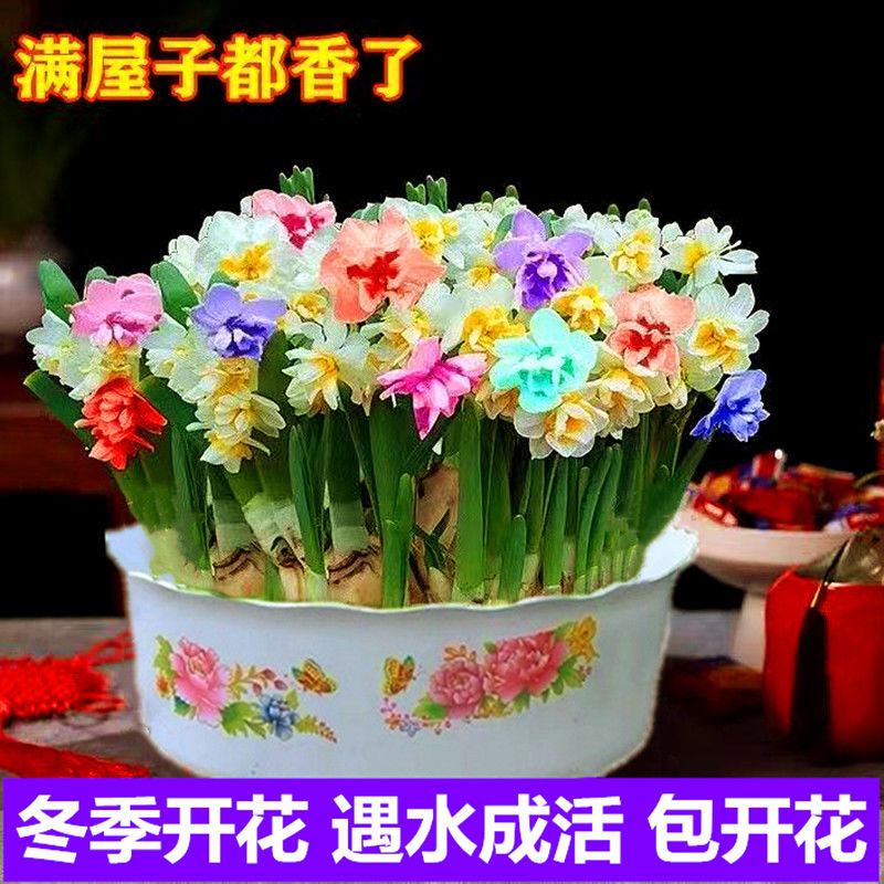 含盆水仙花球盆栽水养水培土培耐寒植物室内浓香观赏花卉水仙种球